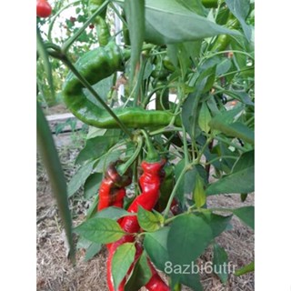 เมล็ด 30 graines de poivron jimmy nardello/30เมล็ด jimmy nardello มะเขือ