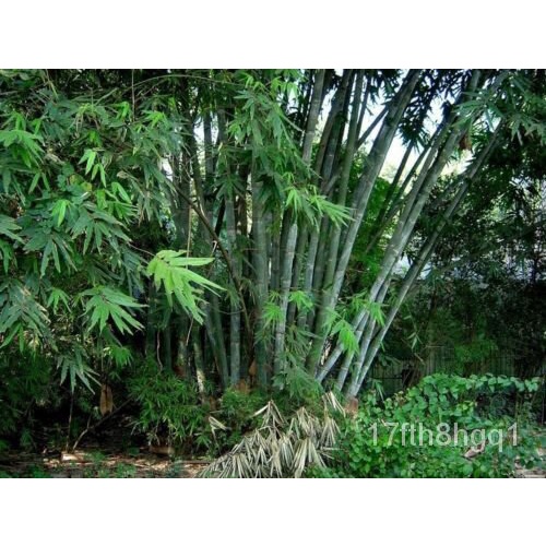 เมล็ด Inndrodal strictus ไม้ไผ่ชายแข็ง bambooo 1,000เมล็ด เมล็ดพันธุ์