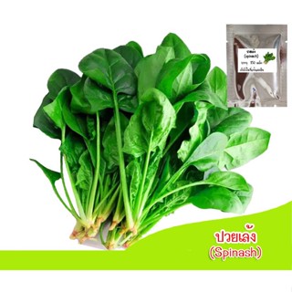 （เมล็ด）เมล็ดผักปวยเล้งเกาหลี(Spinach) 100-200 เมล็ด ผักโขมเกาหลี เมล็ดผักโขม ดอกปว/งอก ปลูก ส/บา ดอก