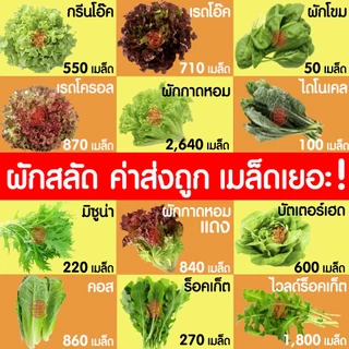 ฟองน้ำเพาะกล้า ฟองน้ำเพาะเมล็ด ฟองน้ำปลูกผัก ปลูกผักไฮโดรโปนิกส์ ปลูกผัก ไฮโดร ไฮโดรโปนิกส์ เนื้อละเอียด MAXX