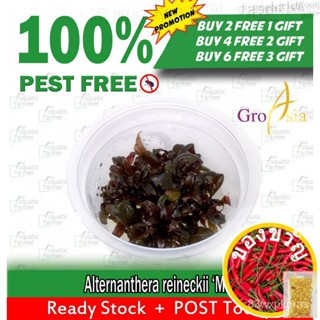 Reineckii วัฒนธรรมเนื้อเยื่อขนาดเล็กซื้อ2ฟรี1ของขวัญ/seeds/ ยักสาน/กุหลาบ/กระโปรง/สวิตช์เล็ก/กางเกงใน/เน็คไท WFN9