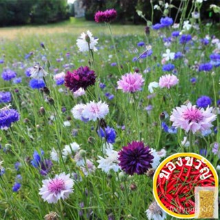 Cornflower Flower Flower Flower seeds 50pcs MIX color/flower seed/seu/ แม่และเด็ก/ เซลด/ดอกไม้/มะละกอ/ ดอกไม้สด N50M