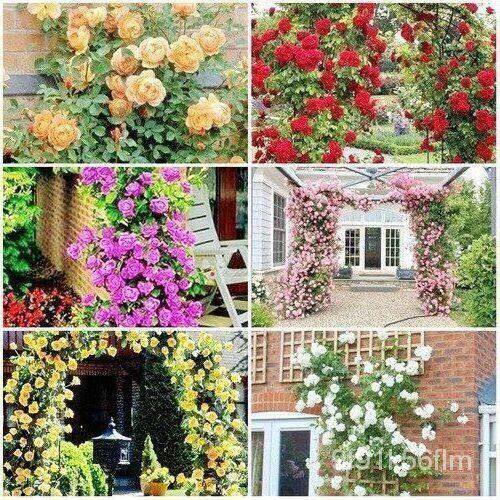 25เมล็ด British Rose Seeds Mixed Species 100% Genuine Rose Seeds Rosettes Rosettes Rosettes 70-80% R