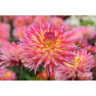อินทรีย์็ด ใหม่็ด 1 หัว/ออเดอร์ รักเร่ Dahlia Bulb สายใหม่ Karma Sangria หัวรักเร่ ดอกไม้ หัวหน่อ เหง้า นำเข้า เ คละ