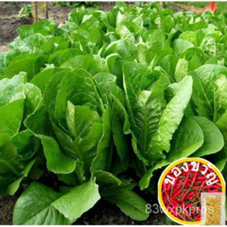 เมล็ดผักกาดหอม Romaine- (882เมล็ด) ไม้จันทน์/ของเล่น/อัญมณี/ผักชีฝรั่ง/ถั่ว/แอปเปิ้ล/ผักชีฝรั่ง/seeds/รองเท้า/ทองกระก BI