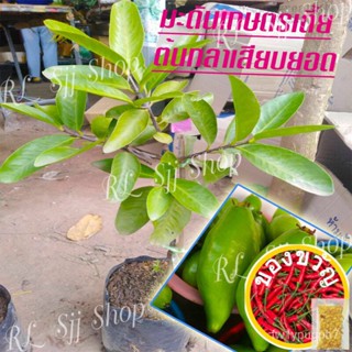 1 ต้น มะดันเกษตรเตี้ย ต้นพันธุ์เสียบยอดสูง 40-50 ซม. ปลูกง่าย 1-2 ปีติดผล พร้อมจัดส่ง ผลมีสรรพคุณเยอะดอกทานตะวัน/ผักชี/ม