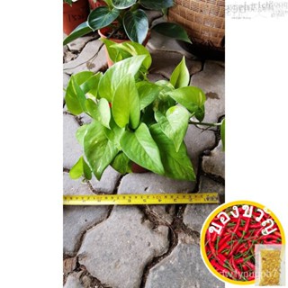 พืชสีเขียวตัดต้นกล้าตัด betel ไอวอรี่โกลเด้น Pothos epipremnum aureumseeds/ พลู /กร 5PW2