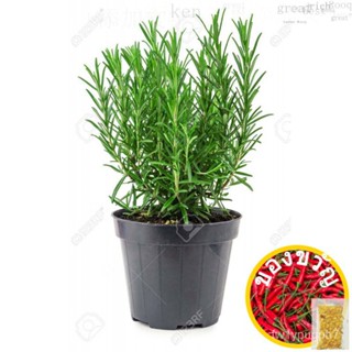 Rosemary Plant | herb Plant | | | Tree herb rosemary strip/ กางเกงใน/รส/โรสแมรี/ถั่ว/ผ้าอะแดปเตอร์ OPEY