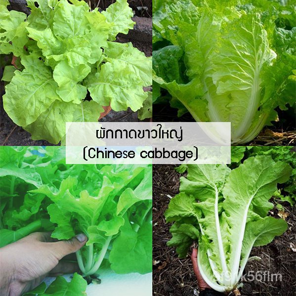 เมล็ดกะหล่ำปลีจีน2,095ง่ายต่อการปลูกเมล็ดในประเทศไทย/กรณีโทรศัพท์มือถือ/เสื้อ/เสื้อ/สวน/เข็มขัด/ผู้ช