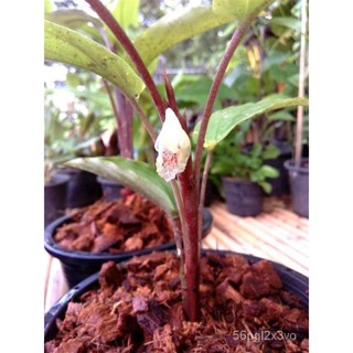 อินทรีย์็ด ถูก็ด หัวว่านเพชรกลับ (Boesenbergia thorelii)  2หัว/ออเดอร์ ถูก คละ