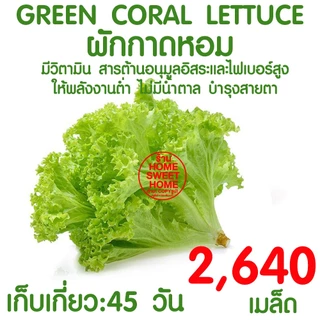 *ค่าส่งถูก* ผักสลัด เมล็ดผัก เมล็ดผักสลัด (2,000เมล็ด+) เมล็ดพันธุ์ เมล็ดพันธุ์ผักสลัด ปลูกผัก กรีนโอ๊ค คอส outlet