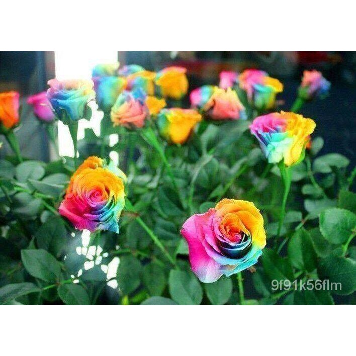 25 Dwarf Rose Seeds คละสีของแท้100% เมล็ด Rose Seeds Rosettes Rosettes Rosettes Rosettes 70-80% Rose