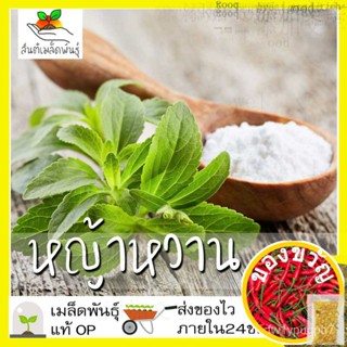 เมล็ดพันธุ์ หญ้าหวาน 50 เมล็ด Stevia Seeds เมล็ดพันธุ์แท้100% นำเข้าจากต่างประเทศ ปลูกผัก สวนครัว ราคาถูก ประหยัด鲜花/帽/种子