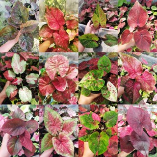 บอนสีไทยแท้ set E รวมบอนสีหลายสายพันธุ์