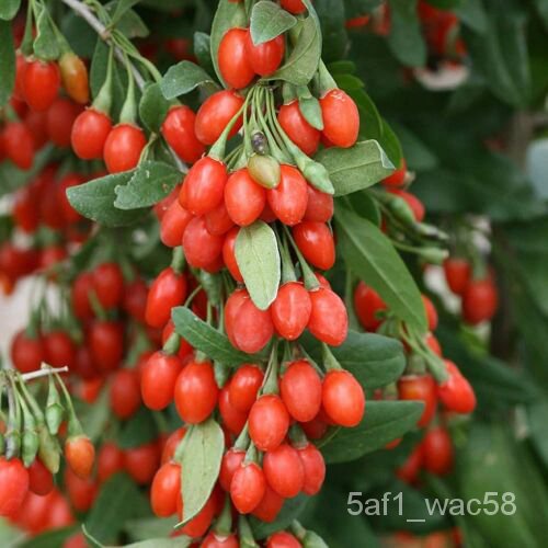 เมล็ด 10 Jam Berry Tree Seeds ปลูกต้นไม้ผลไม้แปลกใหม่