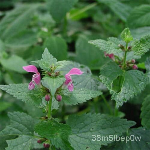 เมล็ด Horehound marrubium Vulgare-200 SEED Book 50% discond