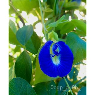 เมล็ด Clitoria ternatea เมล็ดถั่วผีเสื้อสีฟ้า-20บวกต่อแพ็คฟรีค่าจัดส่ง ผักชี