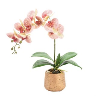 อินทรีย์็ด ใหม่็ด 30 ใหม่ ใหม่็ดกล้วยไม้ ฟาแลนนอปซิส (Phalaenopsis Orchids) Orchid flower seed อัตราการใหม่ 80 มะระ