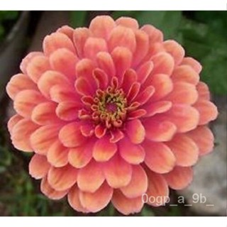 เมล็ด 50 Zinnia Salmon ผักชีไม้หลากสีสันเมล็ด /Biennial ผักชี