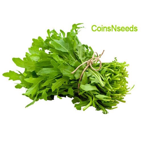เมล็ด เมล็ดจรวดสลัด500เมล็ด,Roquette,Rucola , Rugula, Garden Rocket ผักชี