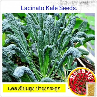 เมล็ดพันธุ์ Lacinato Kale Dinosaur 100 seeds เมล็ดพืชผักสวนครัว แคลเซียมสูง บำรุงกระดูก แคล ลาชินาโต้ ไดโนซอล男装/宝石/帽子/种子