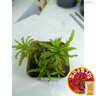 ดาวน้อย - พร้อม​ปลูก​ (Pogostemon helferi)​ ก่อนสั่งอ่านรายละเอียดก่อน​ (ต้นไม้น้ำ)男装/头饰/文胸/裙子/通心菜/花园/鞋/内裤/玩具/母婴//种子 TRP