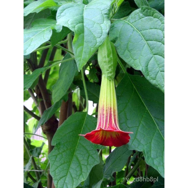 อินทรีย์็ด ใหม่็ด 30 ใหม่ ใหม่็ด ใหม่ ต้นดอกระฆัง ดอกลำโพง แตรนางฟ้า Datura metel L. Angel Trumpet s