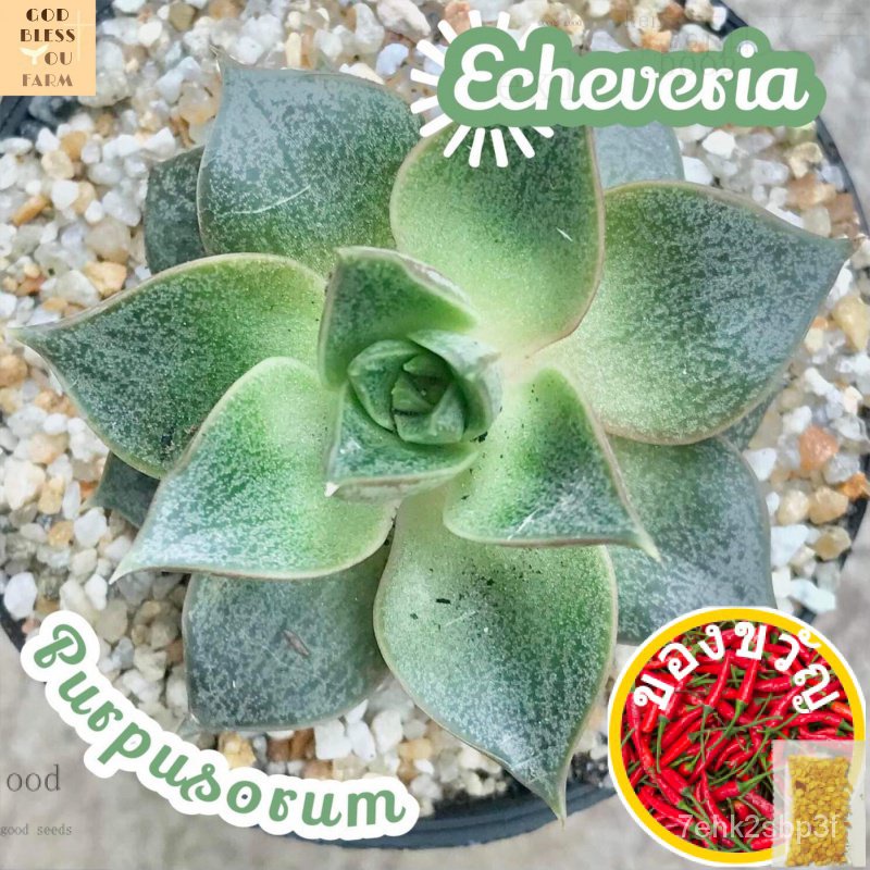 เมล็ดอวบอ้วน100%[กุหลาบหินเพอร์พูโซรั่ม] Echeveria Purpusorum ส่งพร้อมกระถาง แคคตัส Cactus Succulent Haworthia Euphorbia