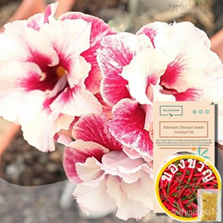 Multi Petals White Purple Desert Rose Seeds,Adenium Seeds-Variety #193ผื่นคัน/กุหลาบ/ผักชีฝรั่ง/หวน้อย/seeds/ ต้นหอม/ขึง