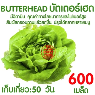 *ค่าส่งถูก* ผักสลัด เมล็ดผัก เมล็ดผักสลัด (2,000เมล็ด+) เมล็ดพันธุ์ เมล็ดพันธุ์ผักสลัด ปลูกผัก กรีนโอ๊ค คอส outlet