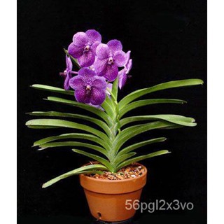 อินทรีย์็ด ใหม่็ด 30 ใหม่ ใหม่็ดกล้วยไม้ ฟาแลนนอปซิส (Phalaenopsis Orchids) Orchid flower seed อัตราการใหม่ 80 คละ