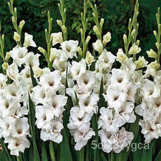 10หัว/ขาวไล่ระดับสีบวก (Gladiolus) มันเป็นดอกไม้แห่งความรักความรักความรักความรักความรักความรักความรักความรักความรักความร