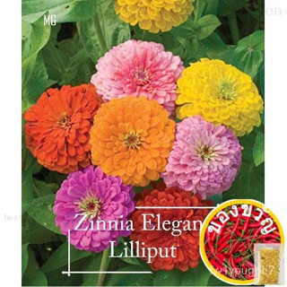 Zinnia elegans lilliput MIX COLOUR seeds-100เซล็ตต์ * POT Friendly * แจกัน tanam, เมล็ด zinnia Flower round, cinnamentm