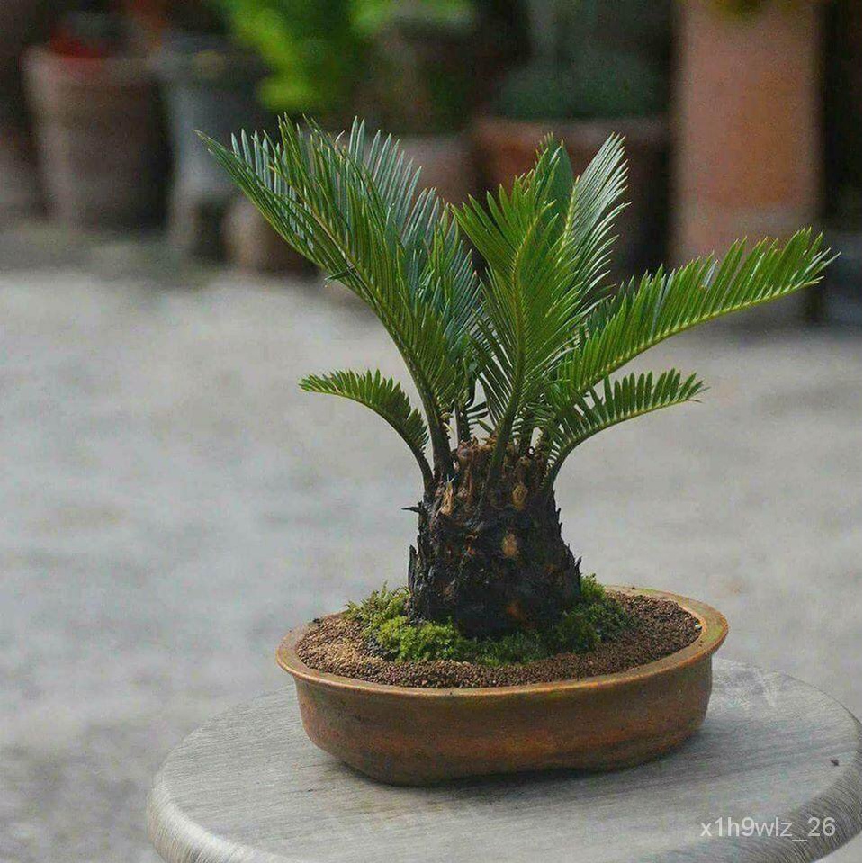 อินทรีย์็ด ถูก็ด หัวหน่อ ปรงญี่ปุ่น Cycas siamensis ขนาดจิ๋ว 10-15 เซนติเมตร ขนาดเล็ก หายาก ส่วนใหญ่จึงนิยมถูกปร คละ