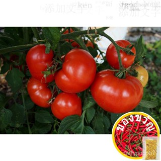 American Big Sweet Red Tomato Vegetable Seedsbuy 1 Take 1, 50 Seeds (Not Plants) กางเกงใน/ไม้จันทน์/ของเล่น/ไม้จันทน์/เบ