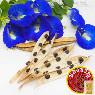 Blue Butterfly Pea Anxi Bunga Telang (Clitoria Ternatea)-10เมล็ด seeds/ ถั่วงอก/กุหลาบ/หม้ม/กางเกงใน/สวน/แท็บ ITVD