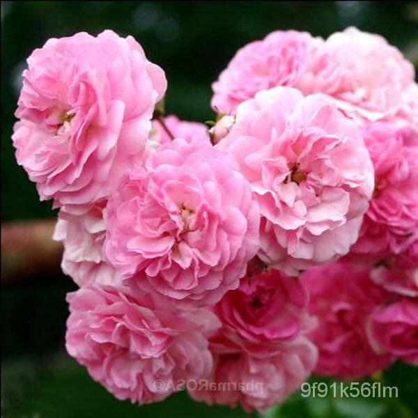 25เมล็ด British Rose Seeds 100% ของแท้เมล็ดไอวี่สีชมพู Rose Seeds Rosettes Rosettes Rose Rosettes 70