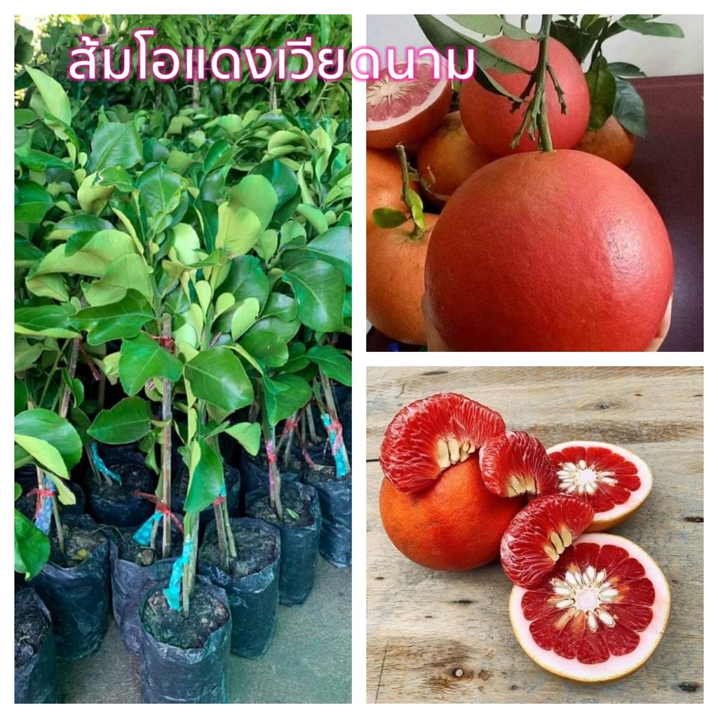 ส้มโอแดงเวียดนาม เสียบยอด ขนาด 70-80 cm เนื้อแดงรสหวาน กิ่งพันธุ์ส้มโอแดงเวียดนาม พันธุ์แท้ แพคอย่างดีจัดส่งเร็ว