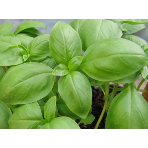 เมล็ด Basil Herb Seeds- Genovese- Pesto Heirloom- 300  Seed ผักบุ้ง
