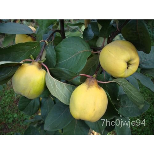 เมล็ด Cydonia สี่เหลี่ยมควินซ์500เมล็ด