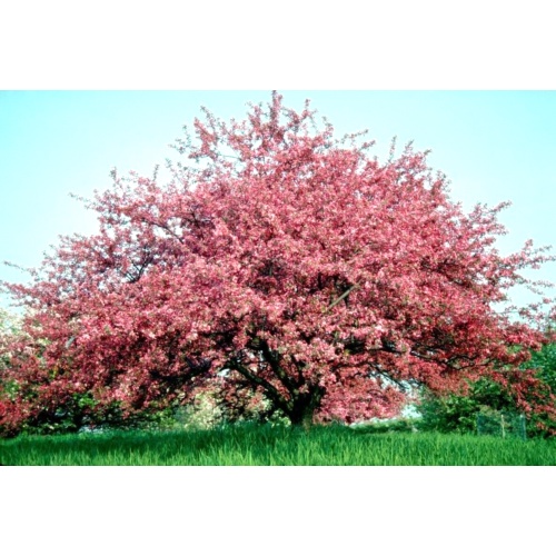 เมล็ด 15 ROBINSON CRAB APPLE SEEDS - - - Malus & #039;Robinson & #039; ข้าวโพด