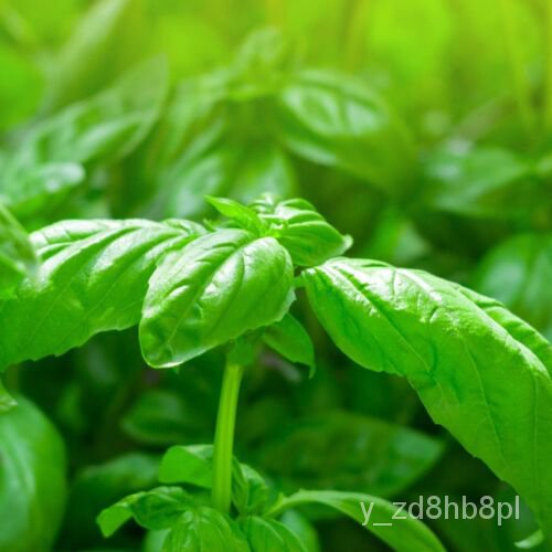 เมล็ด Sweet Basil-Seed-Organic-Non-GMO-Heirloom Seed-เมล็ดสมุนไพร ดอก