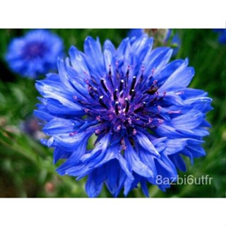 เมล็ด Cornflower Centaurea Cyanus-Bachelor &amp; #039; S Button - Flower Seeds Blue Wild 150 Seeds มะเขือ