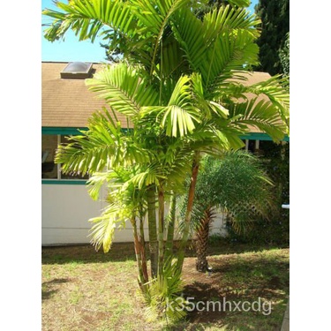 เมล็ด Ptychosperma macarthuur II MacArthur Palm 30เมล็ด