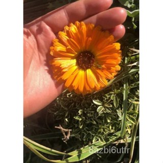 เมล็ด Calendula officinalis-50เมล็ดดาวเรืองยา มะเขือ