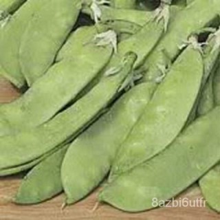 เมล็ด 50 Snow pea pisum sativum vegetable pods pea seeds * โชคแบน สายพันธุ์