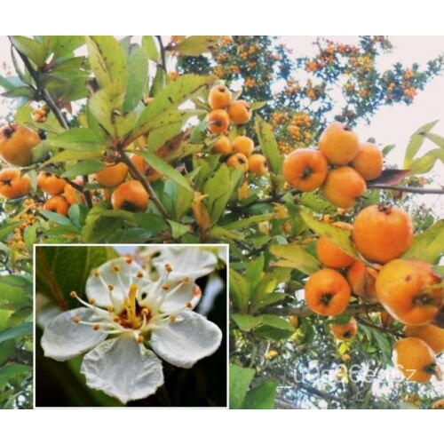 เมล็ด เมล็ดพืชมากกว่า5เมล็ด Cratagus Mexico Tejocote Manzanita Little Apple Hawthorn Berry ผักชี
