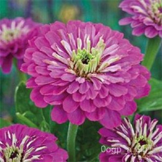 เมล็ด แบรนด์ใหม่! 35ลาเวนเดอร์ Zinnia Elegans ผักชีไม้เมล็ดกวางทนยาวนานปีอนุสรณ์ ผักชี