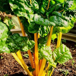 เมล็ด SWISS CHARD GOLDEN SUNRISE 100 Seeds ALL SEASON HEIRLOOM Vegetable Garden EASY มะเขือ