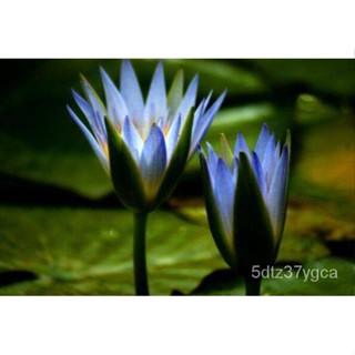 7เมล็ดดอกบัวสีฟ้าของแท้100% เมล็ดบัวเมล็ดบัวเมล็ดบัวปลูกได้ในโหลแก้ว85-90% เมล็ดบัว/เสื้อผ้าผู้หญิง/เมล็ด/ชุดชั้นใน/นักเ
